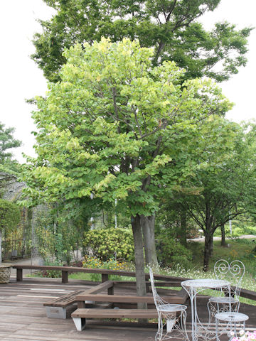 Tilia japonica