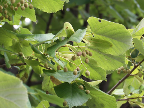 Tilia japonica