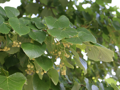 Tilia japonica