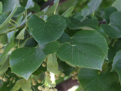 Tilia japonica