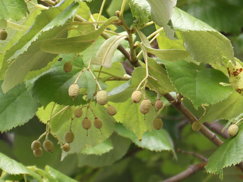 Tilia japonica