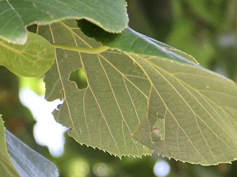 Tilia japonica