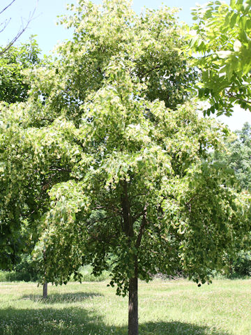 Tilia japonica