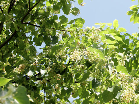 Tilia japonica