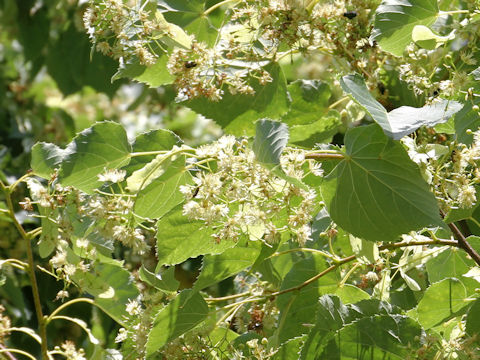 Tilia japonica