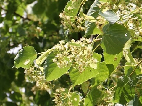 Tilia japonica