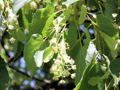 Tilia japonica