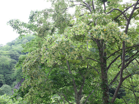 Tilia japonica