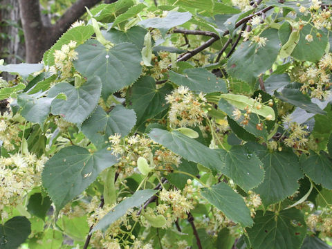 Tilia japonica