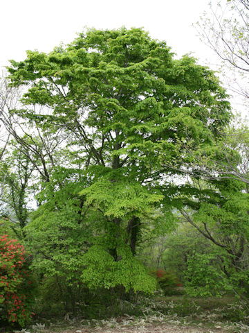 Tilia japonica