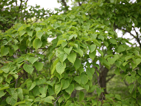 Tilia japonica