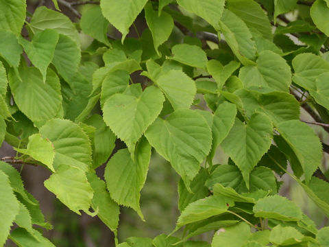 Tilia japonica