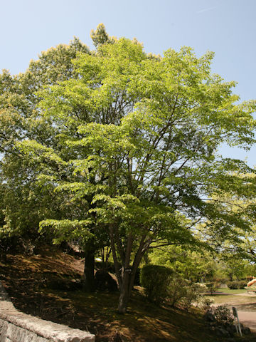 Tilia japonica