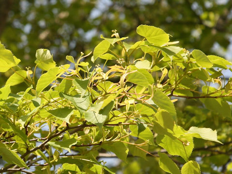 Tilia japonica