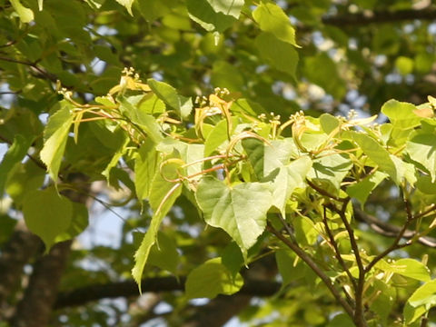 Tilia japonica