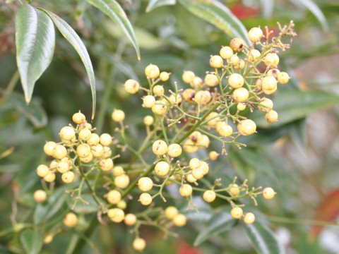 Nandina domestica var. leucocarpa