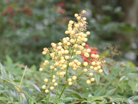 Nandina domestica var. leucocarpa