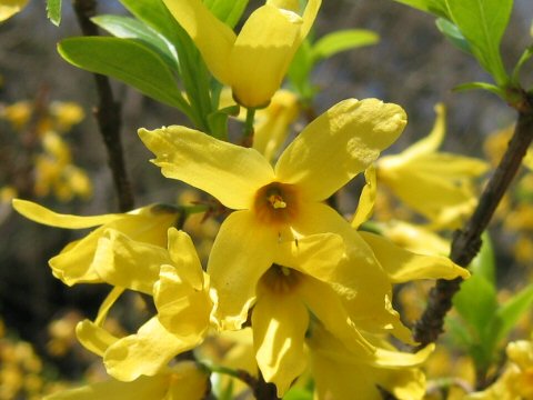  Forsythia viridissima