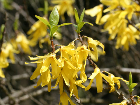  Forsythia viridissima