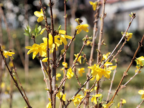  Forsythia viridissima