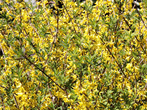  Forsythia viridissima