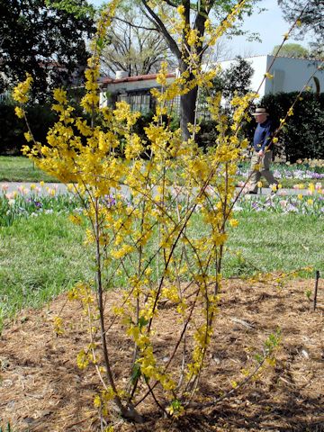  Forsythia viridissima