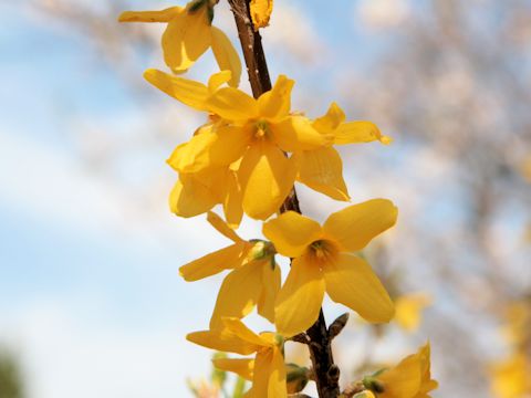  Forsythia viridissima