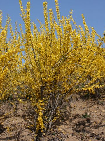  Forsythia viridissima