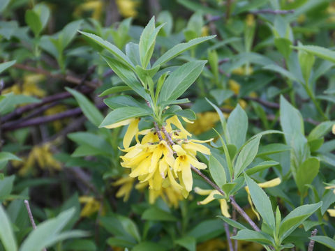  Forsythia viridissima