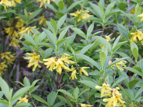  Forsythia viridissima