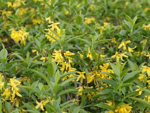  Forsythia viridissima