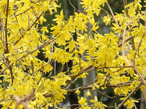  Forsythia viridissima