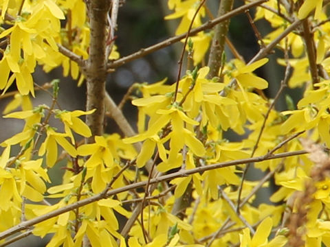  Forsythia viridissima