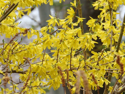  Forsythia viridissima