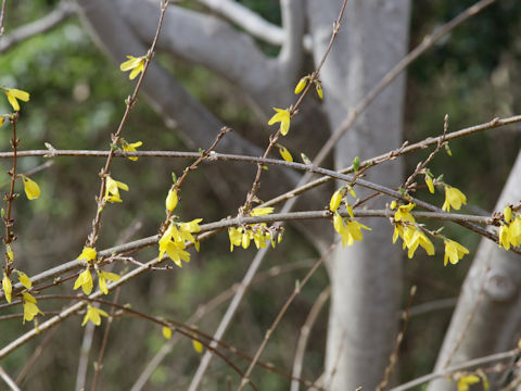  Forsythia viridissima