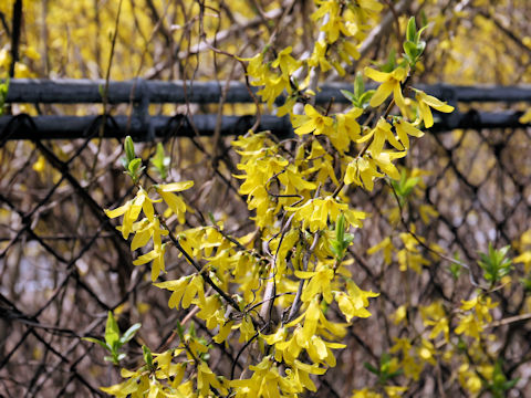  Forsythia viridissima