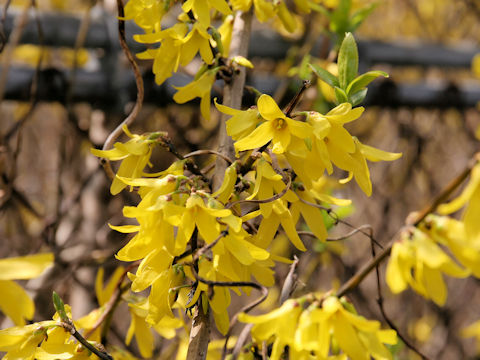  Forsythia viridissima