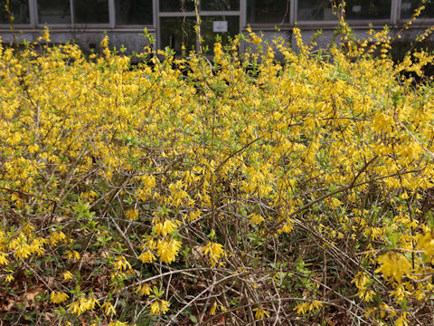  Forsythia viridissima