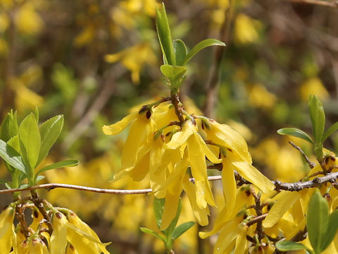 Forsythia viridissima