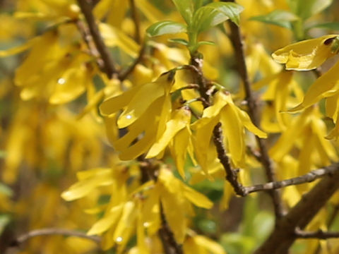  Forsythia viridissima
