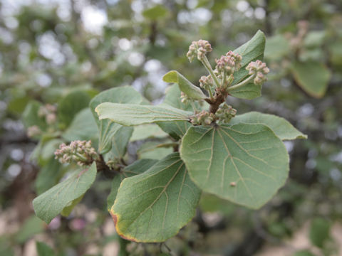 Fraxinus anomala