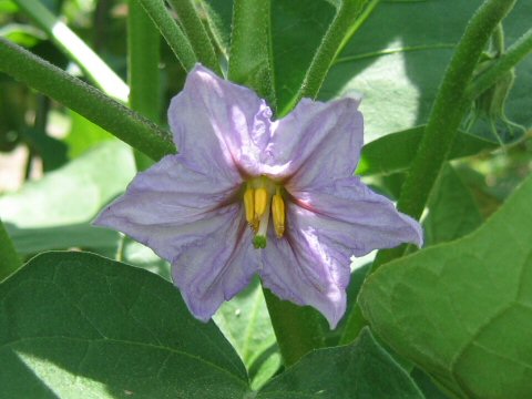 Solanum melongena var. pumilio