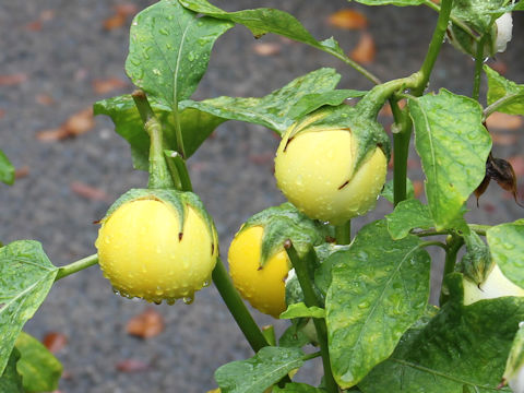 Solanum melongena var. pumilio