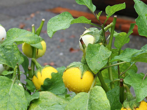 Solanum melongena var. pumilio