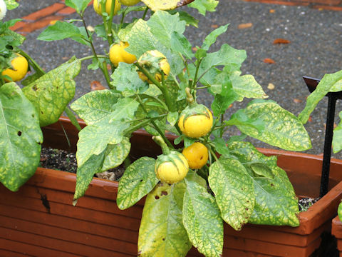 Solanum melongena var. pumilio