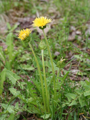 Taraxacum platycarpum ssp. hondoense