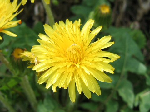 Taraxacum platycarpum ssp. hondoense