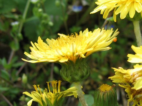 Taraxacum platycarpum ssp. hondoense