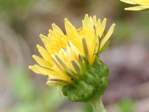 Taraxacum platycarpum ssp. hondoense