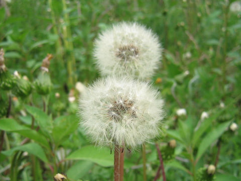 Taraxacum platycarpum ssp. hondoense